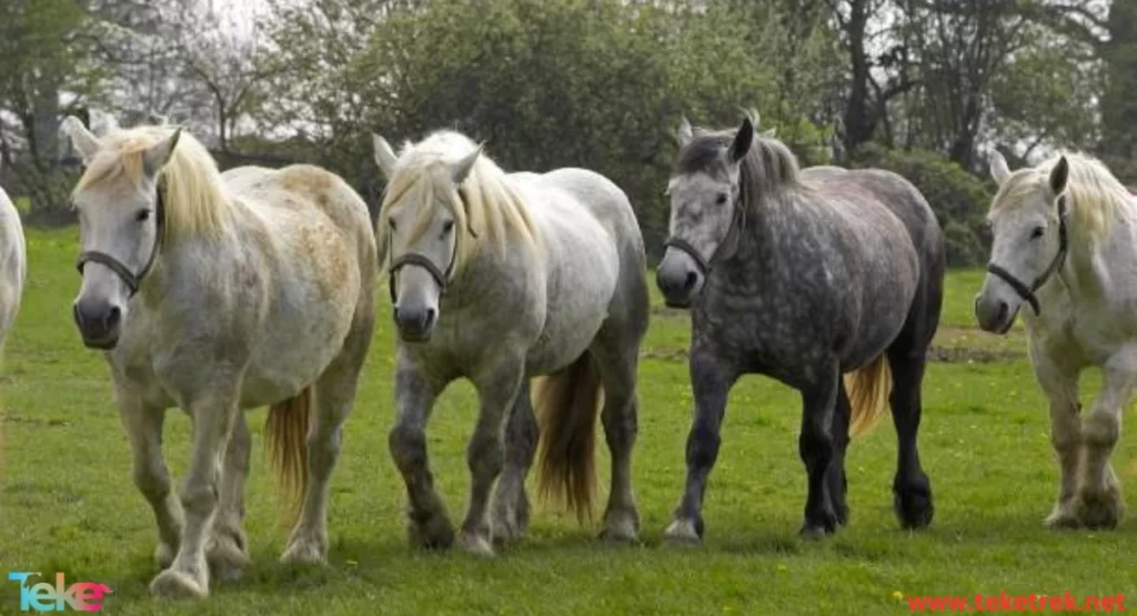  the Percheron horse