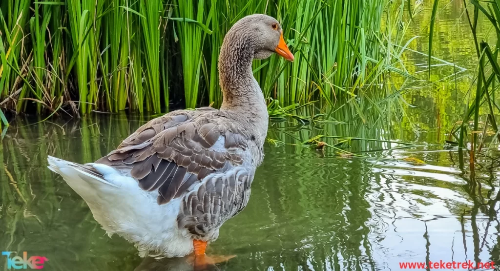 moorhen