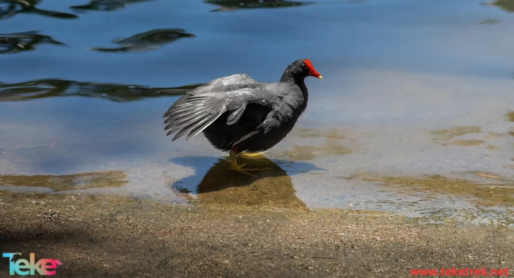 moorhen