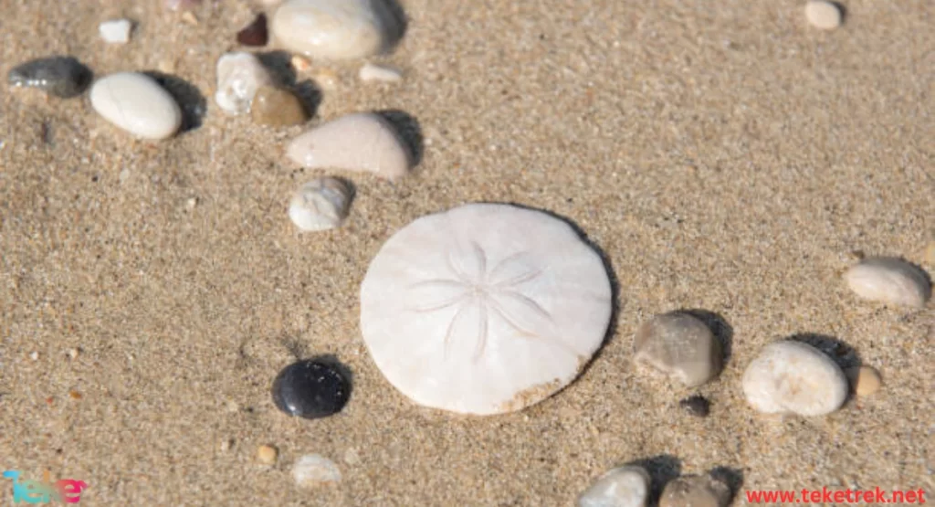 The Sand Dollar
