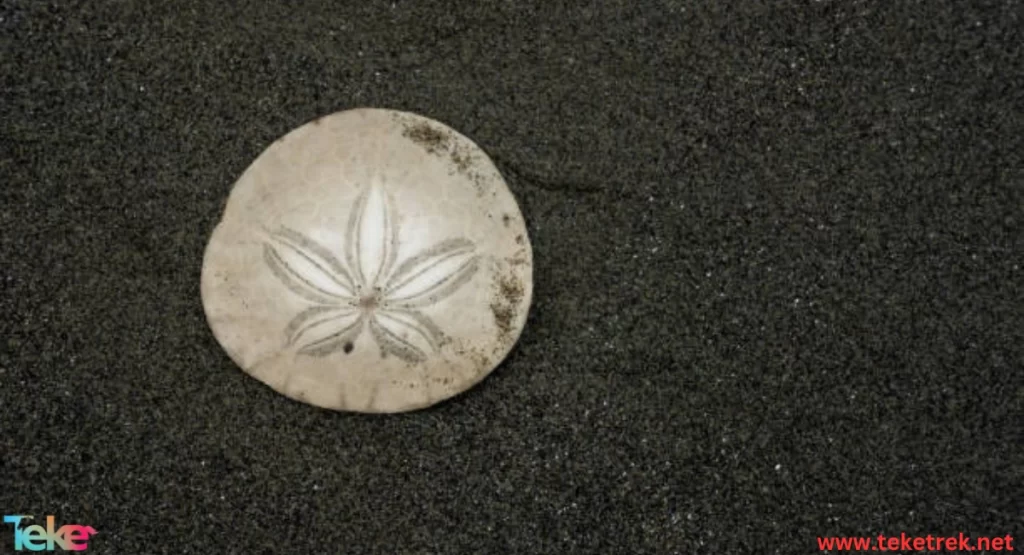 The Sand Dollar
