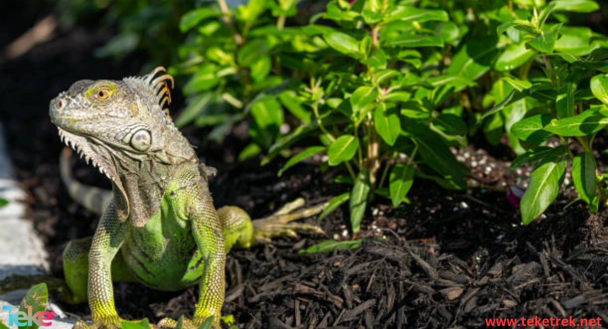 All You Need To Know About Iguana Lizards: Types, Care, And Fascinating 