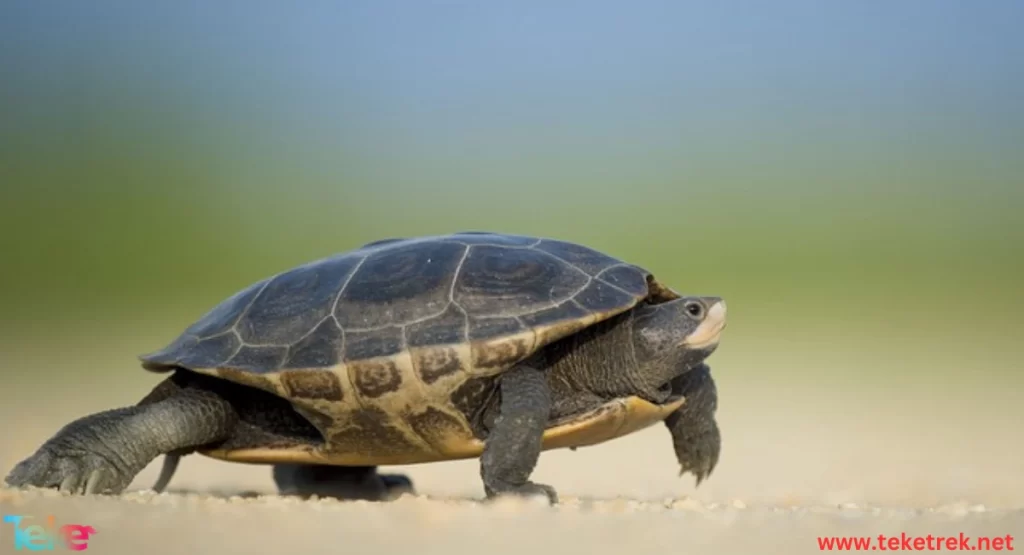 Leatherback turtle