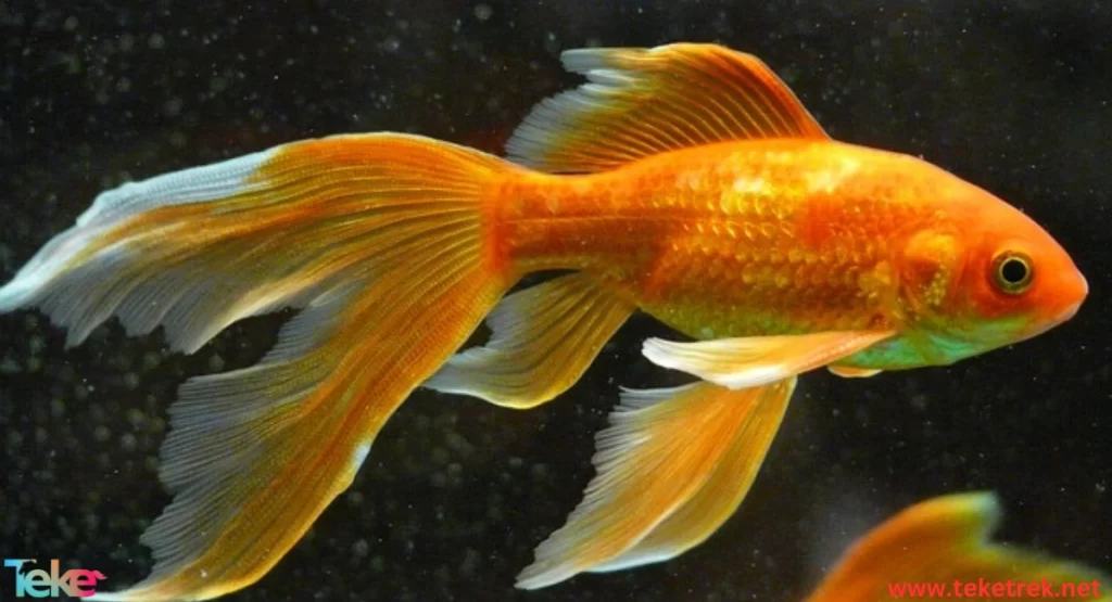 the Bubble Eye Goldfish