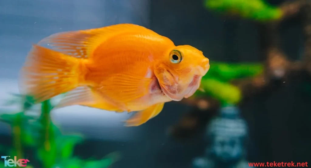 the Bubble Eye Goldfish