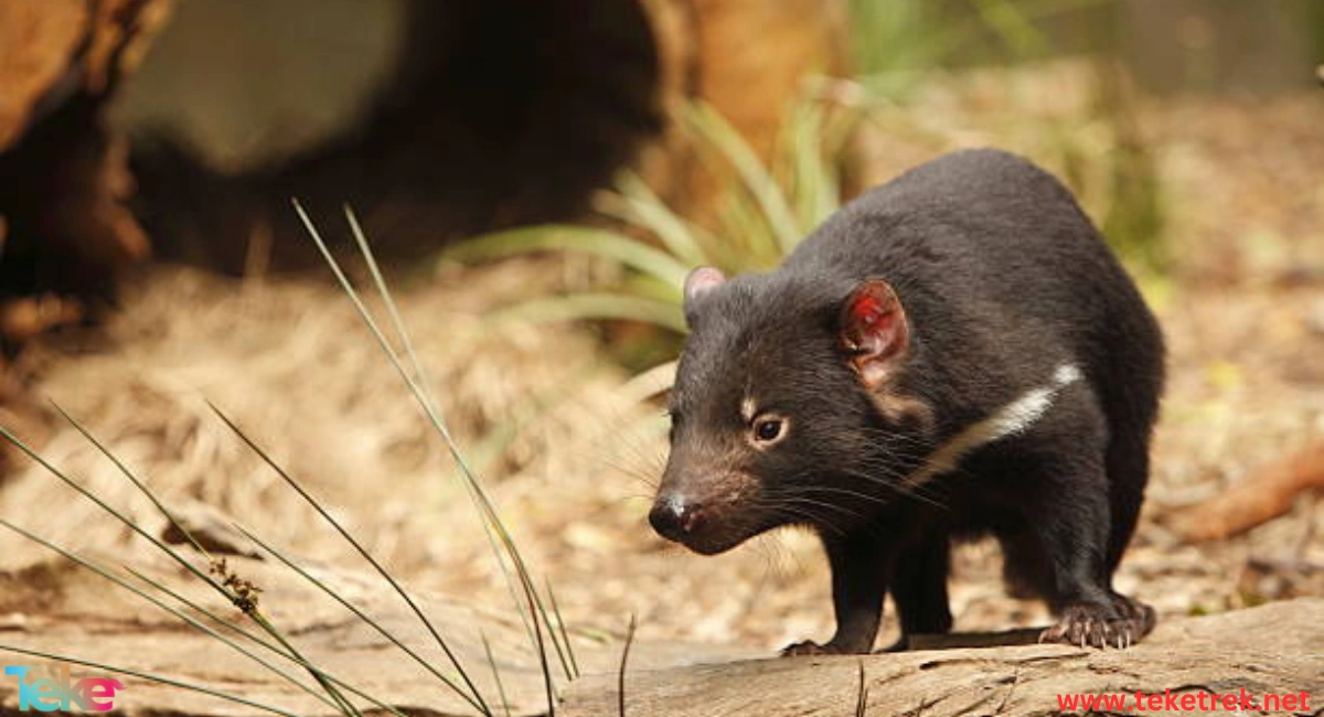 Tasmanian Devil