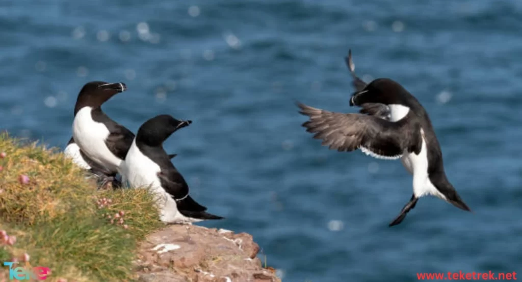 The Razorbill