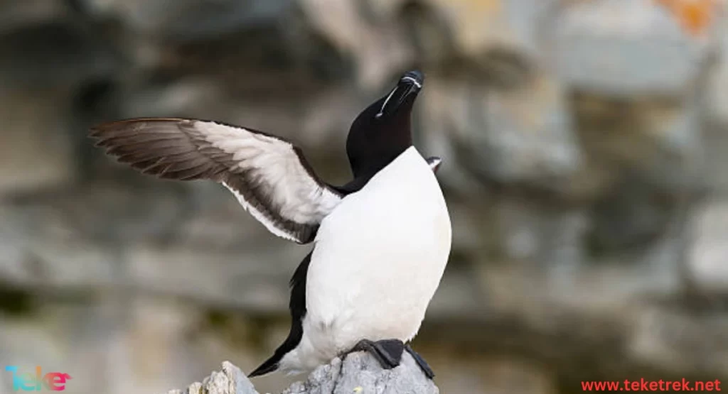 The Razorbill