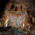 The caribbean oilbird