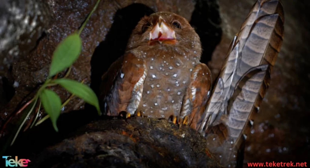 The caribbean oilbird