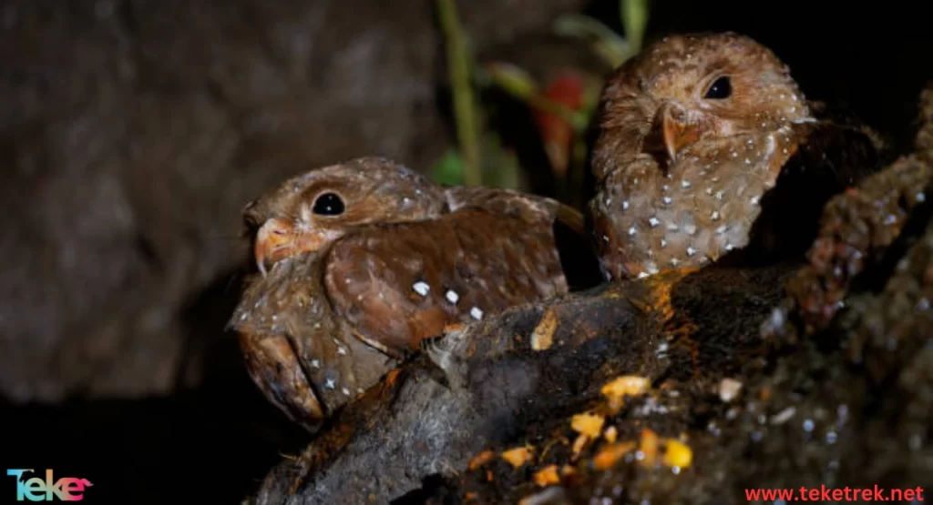 The caribbean oilbird