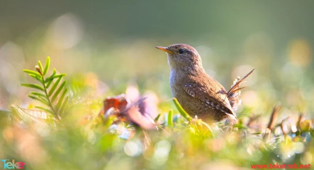 The Wren