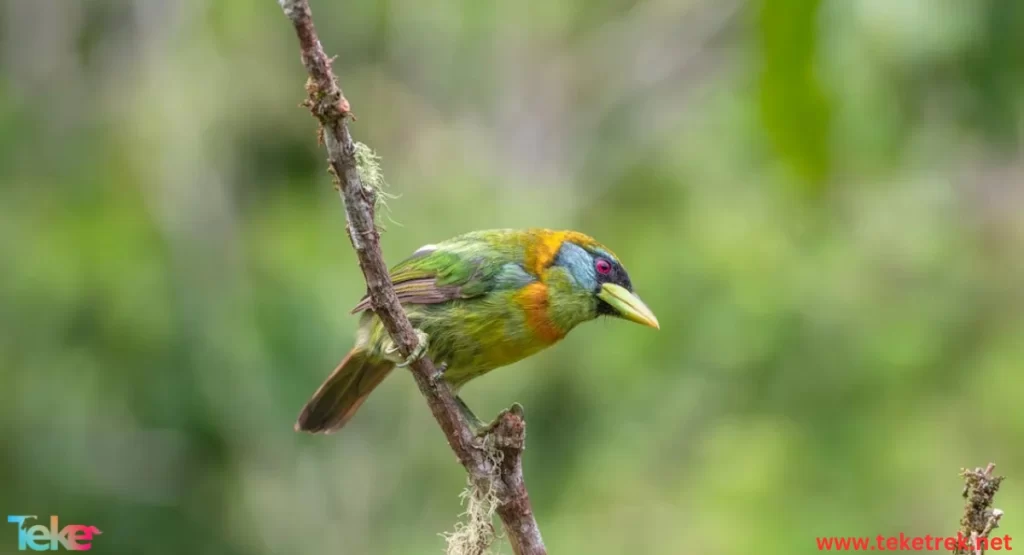 طائر باربيت