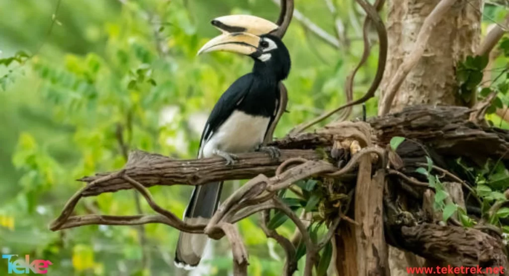 Hornbill