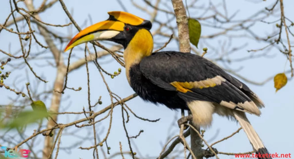 Hornbill