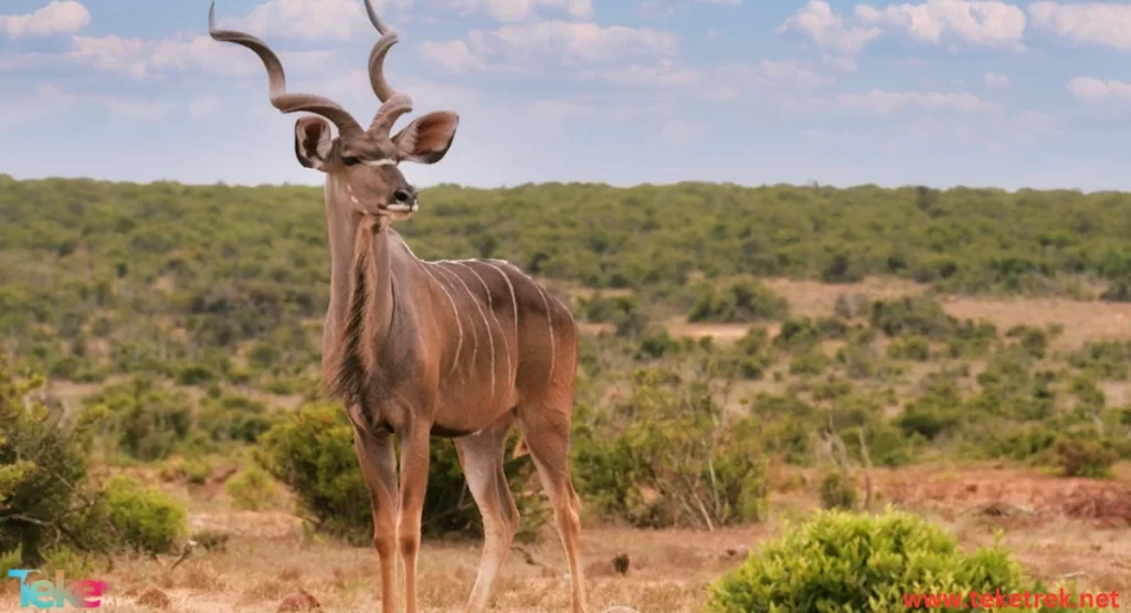 The Greater Kudu