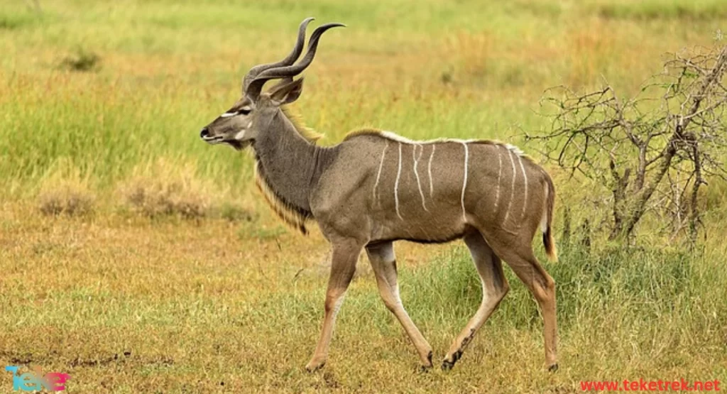 The Greater Kudu