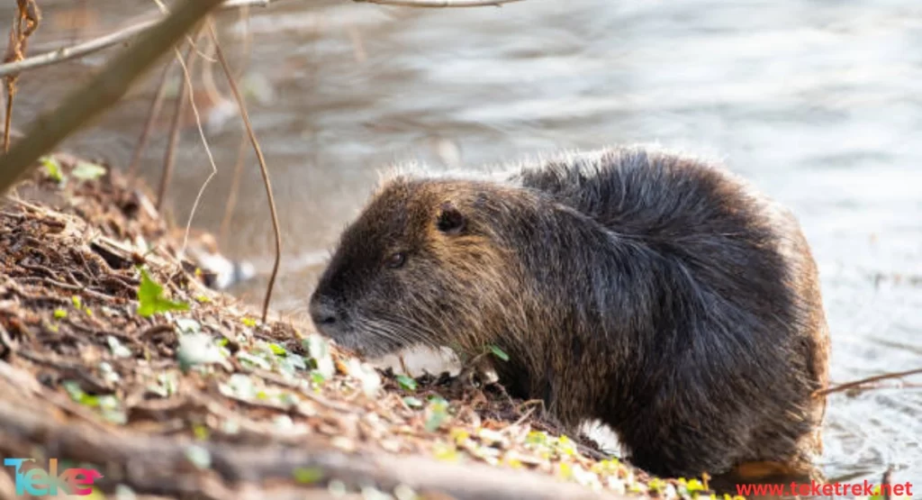 River rat