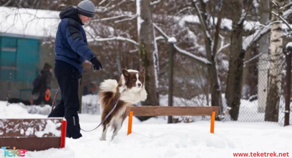 Fun Winter Activities for Animals: What do some animals do in the winter