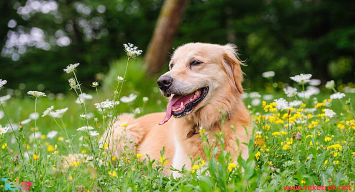 Labrador Retriever Dog