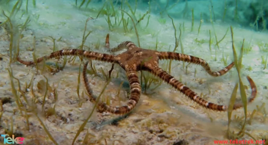 Brittle Stars
