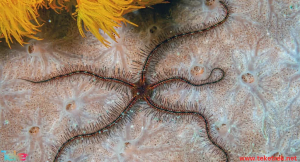 Brittle Stars
