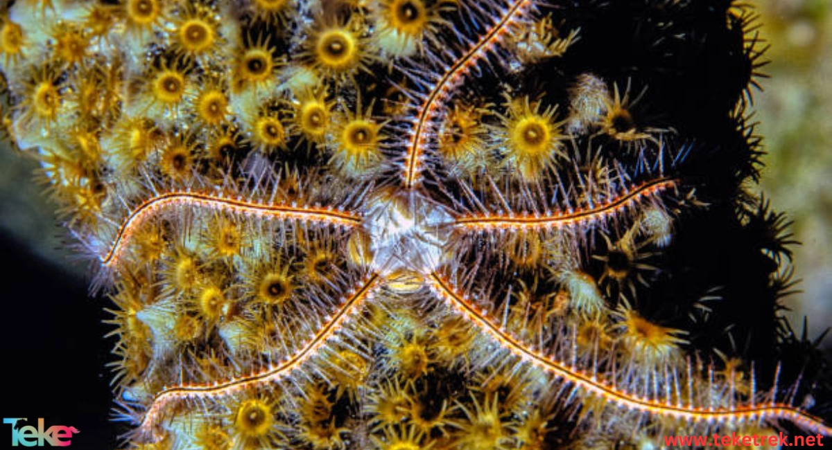 Brittle Stars