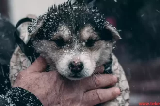 Pet Care in Winter