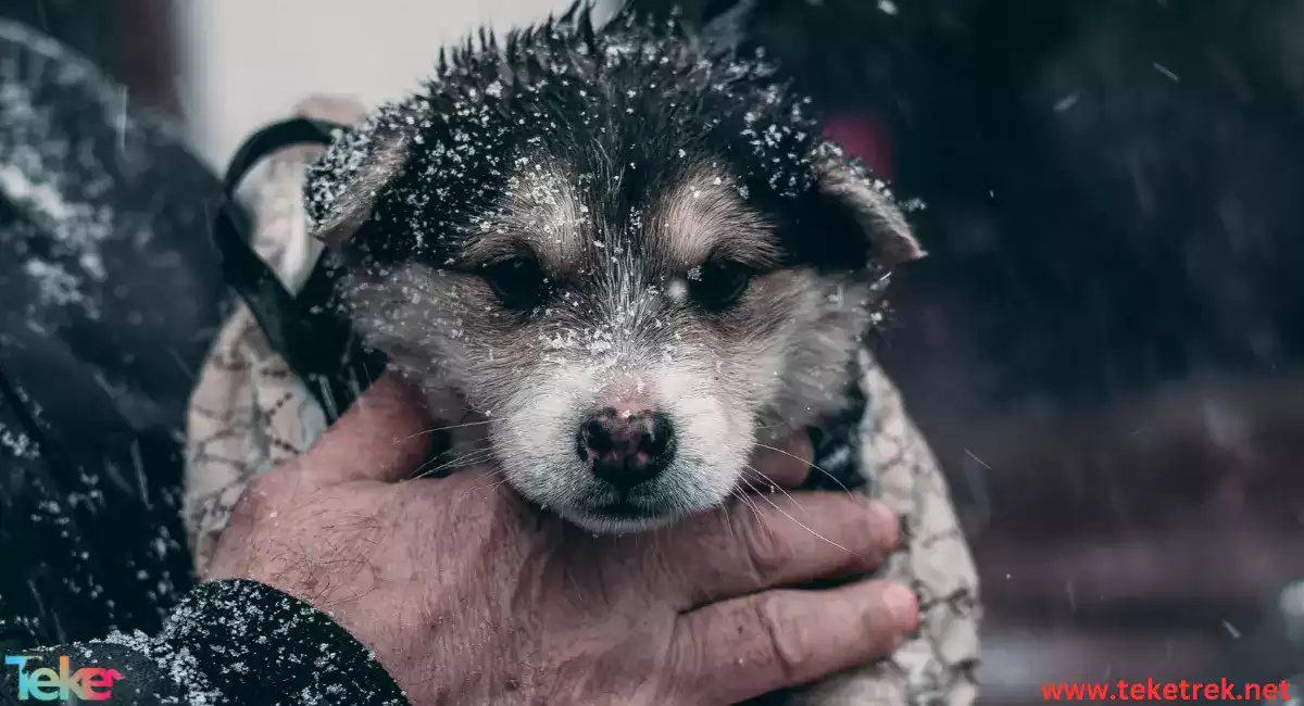 Pet Care in Winter