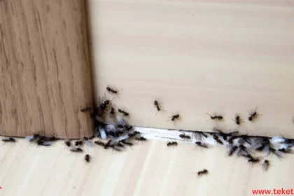 the causes of insects appearing in the home