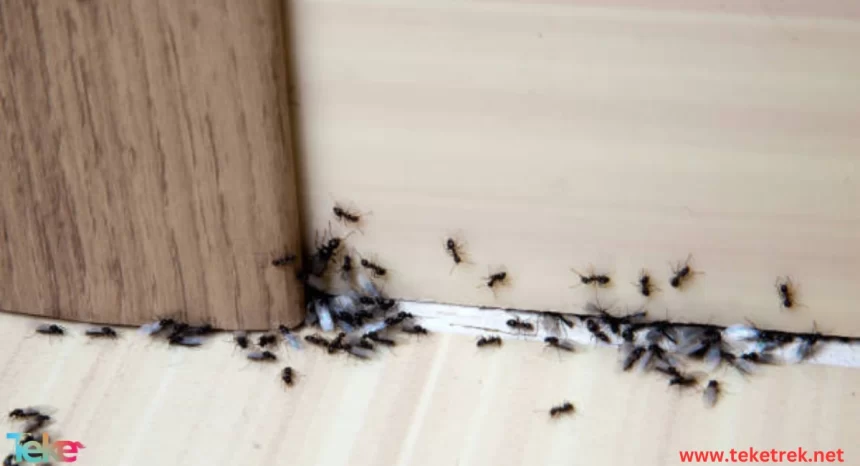 the causes of insects appearing in the home