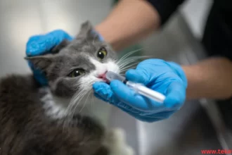 Dental and oral diseases in cats