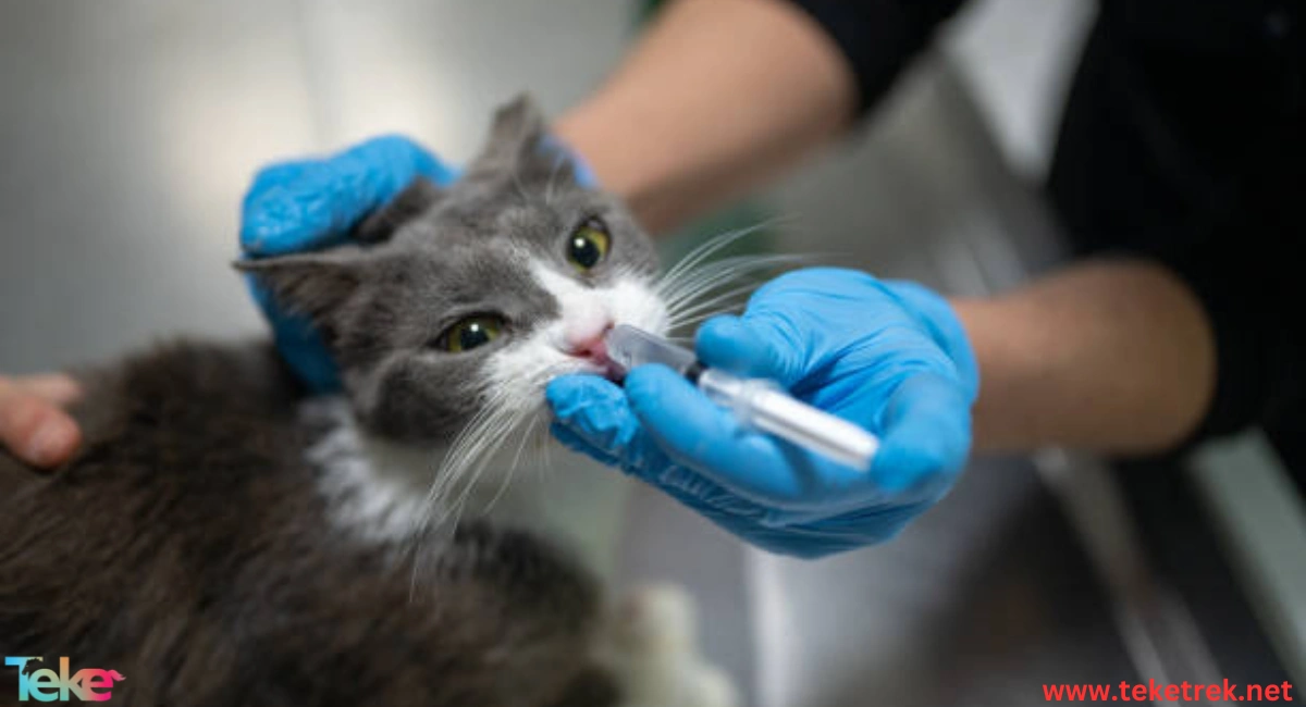 Dental and oral diseases in cats