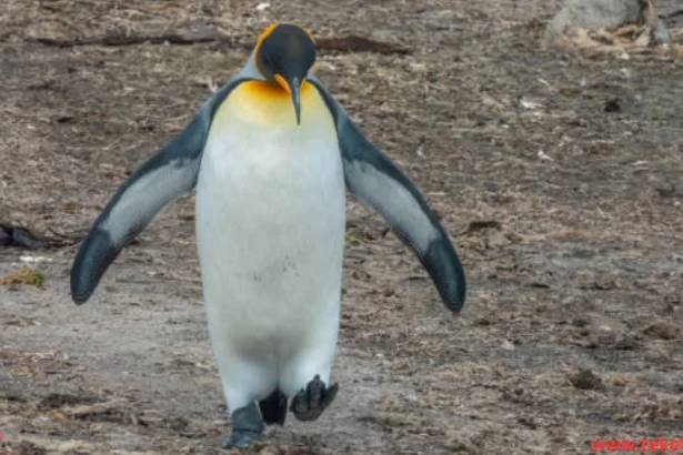 the King Penguin