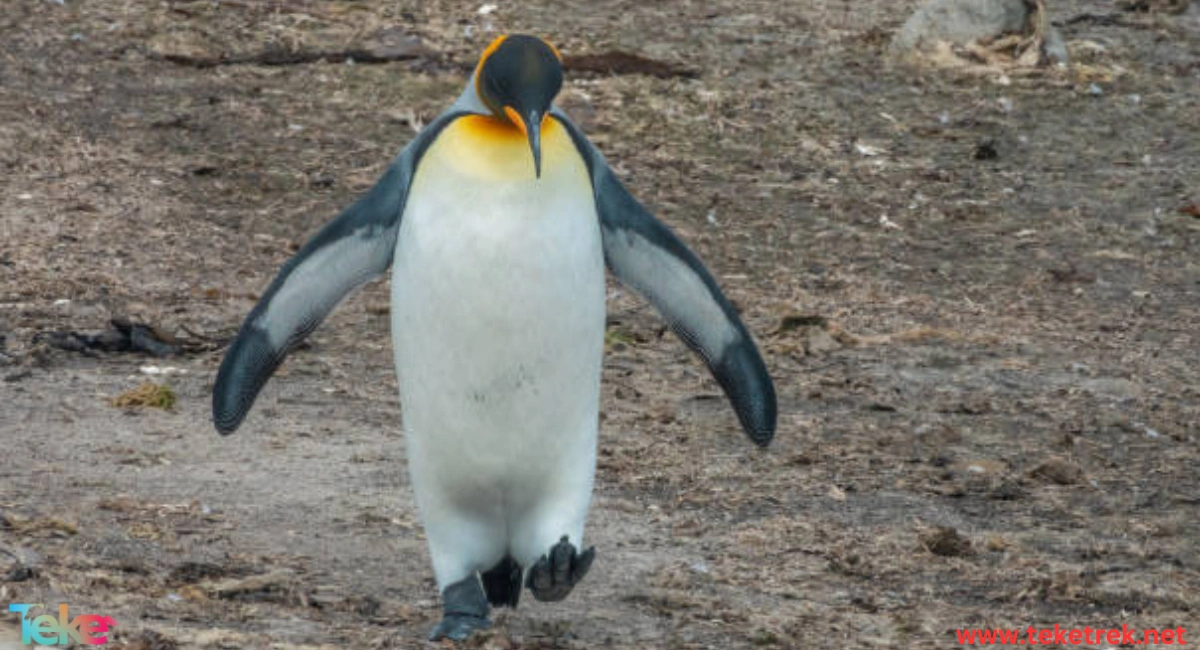 the King Penguin