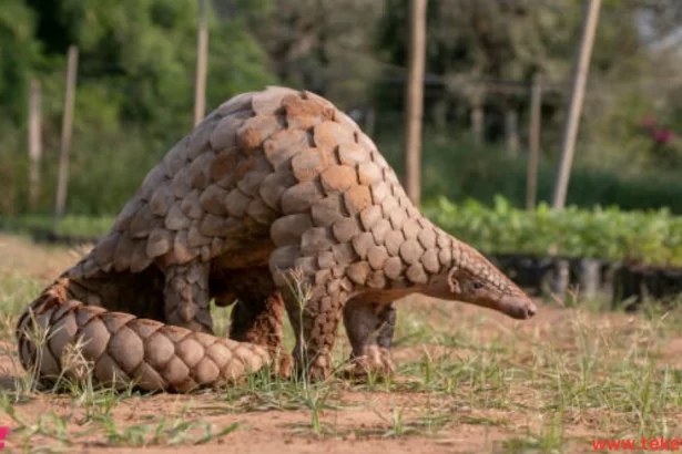 Pangolin