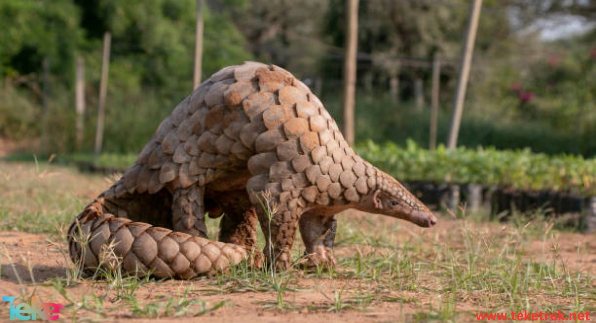 Pangolin