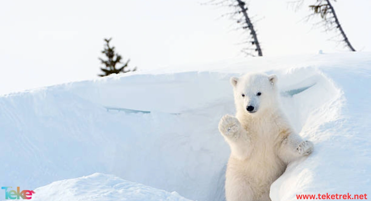 Wildlife in Winter