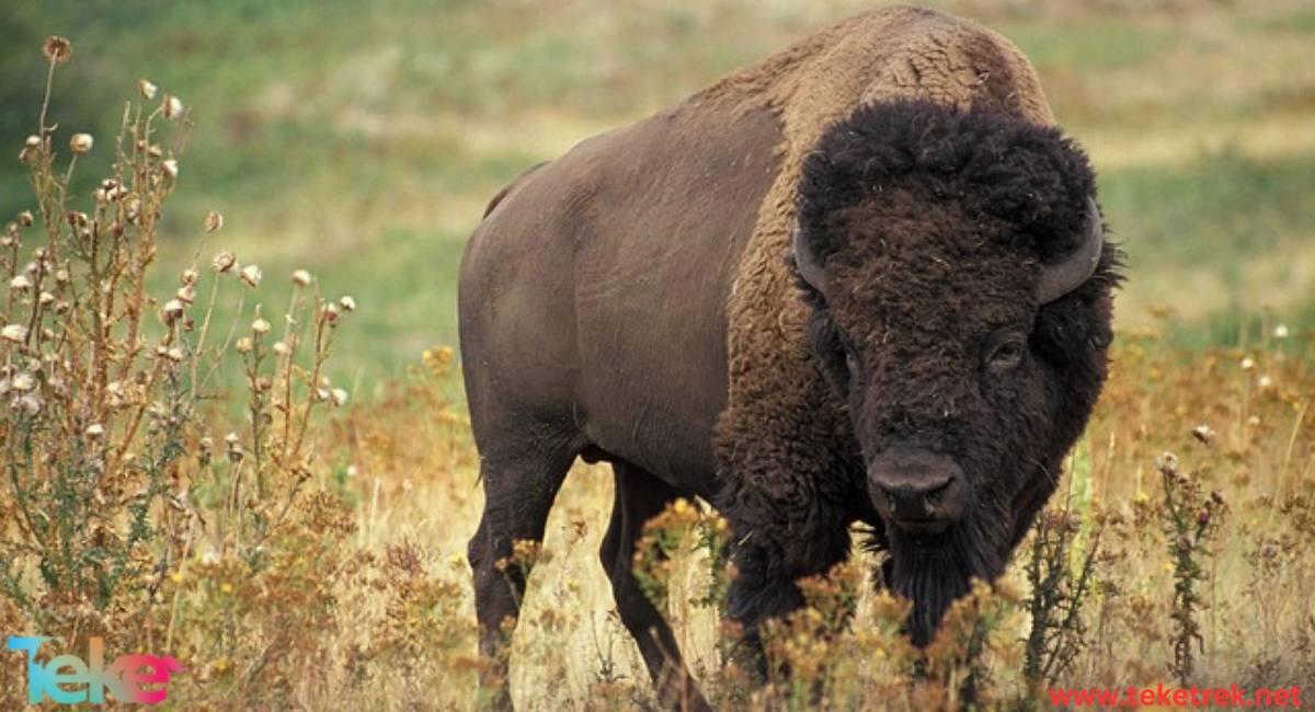 buffalo