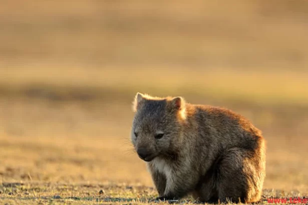 the Wombat