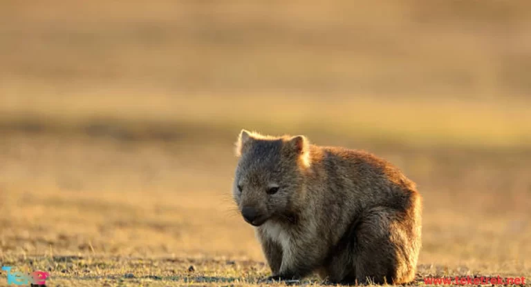the Wombat