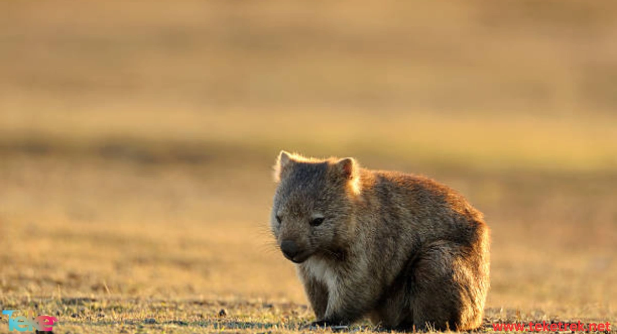 the Wombat