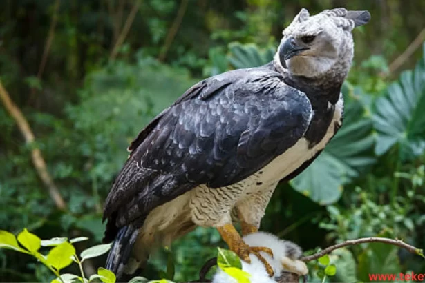 Harpy Eagle