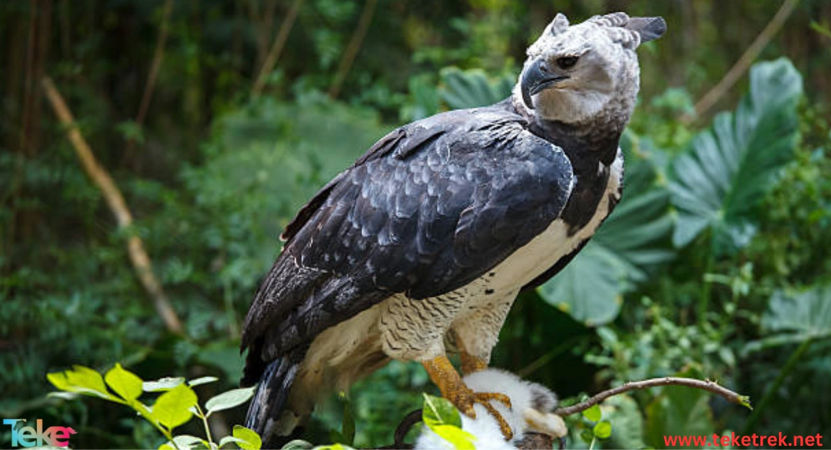 Harpy Eagle