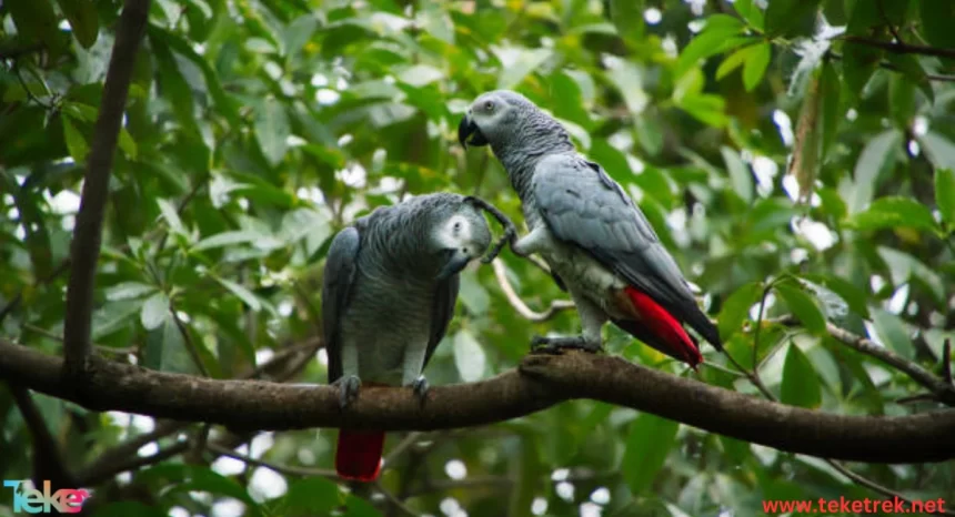 African Grey Parrot