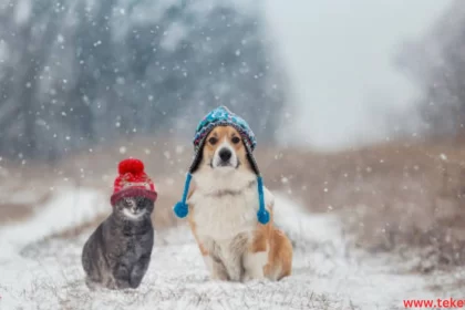 cat and Dog Winter Warming