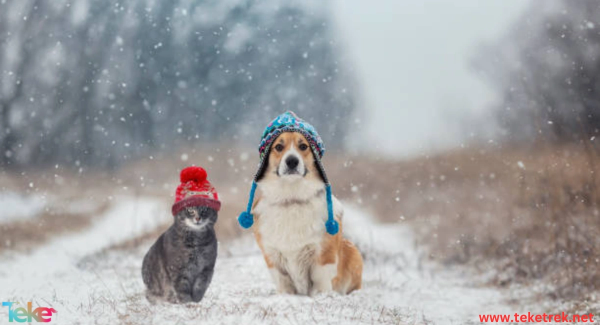 cat and Dog Winter Warming