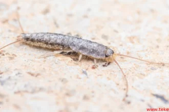 The Silverfish Bug