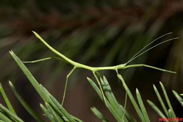 Stick insects