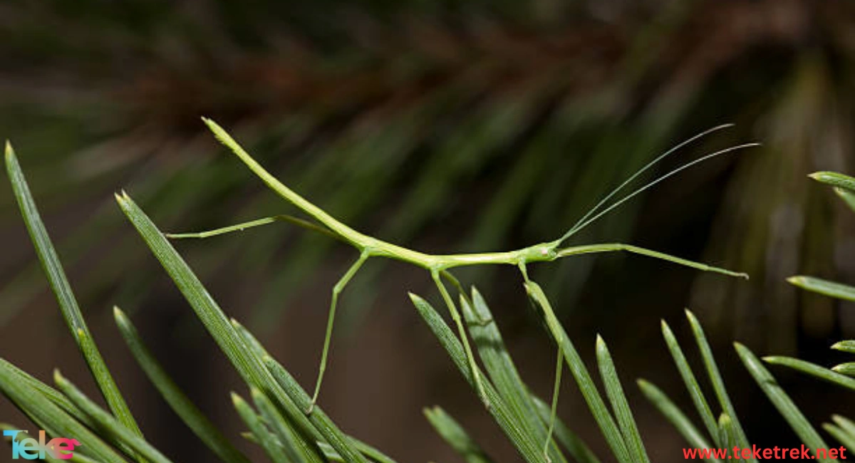 Stick insects